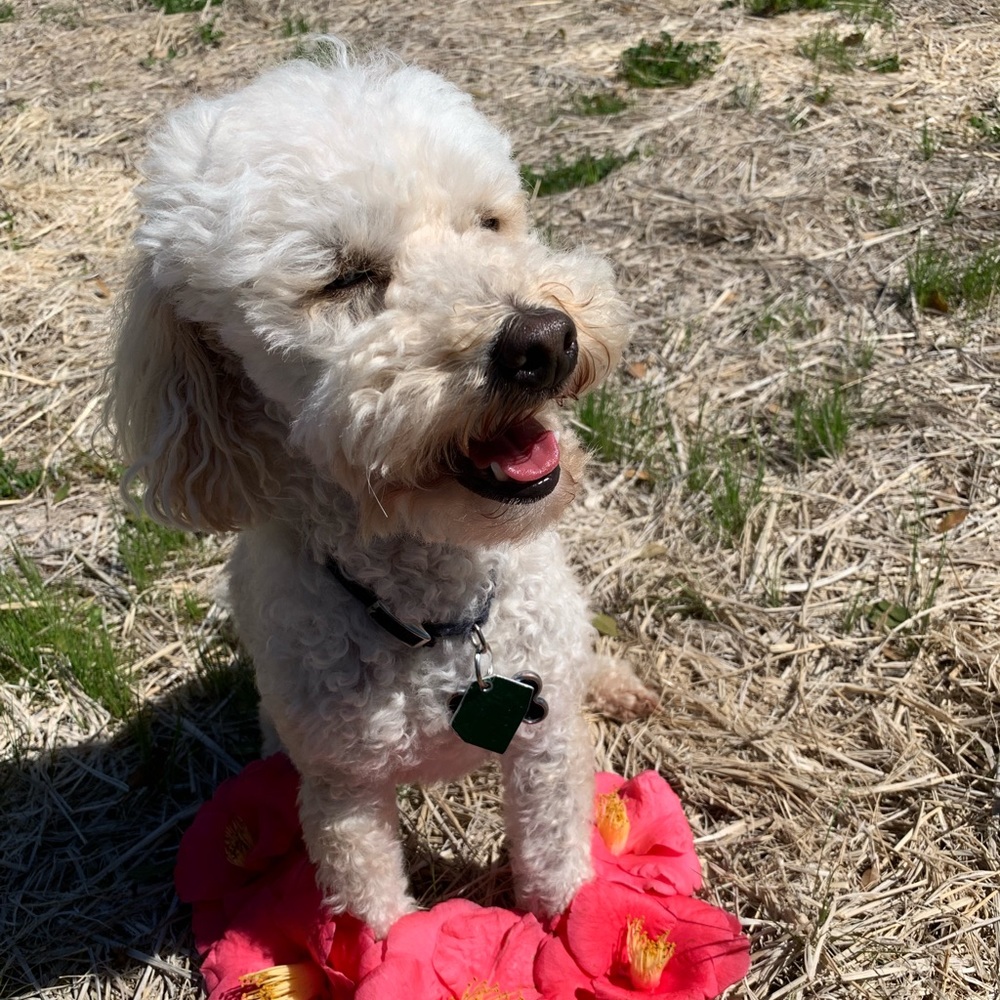 Meet your Posher, Jade